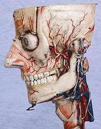 occipitalis major ретроаурикуларен: a. et vv. auricularis posterior n.
