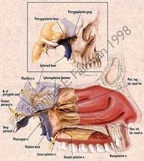 отвори и канали: foramen rotundum средна черепна