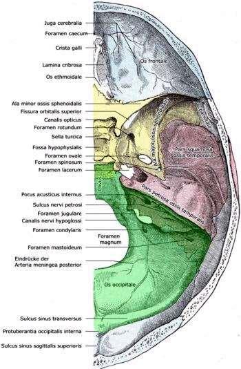 Fossa cranii posterior Fossa cranii posterior Pars petrosa ossis temporalis задна