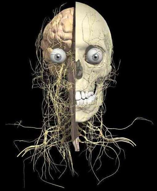 Глава, caput Череп, cranium Главен мозък, encephalon Мозъчни обвивки, meninges Сетивни органи, organa sensuum (sensoria) Черепномозъчни