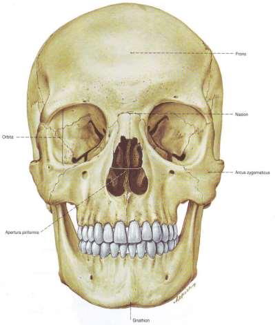 Външни палпаторни ориентири Антропологични точки по предната повърхност на черепа: Frons най-изпъкналата точка в срединната равнина на челото Nasion пресечна точка на sutura frontonasalis и sutura