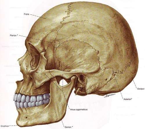 Външни палпаторни ориентири Антропологични точки по латералната страна на черепа: Vertex най-високата точка на sutura sagittalis Occiput най-задната точка на тилната кост Frons най-изпъкналата точка