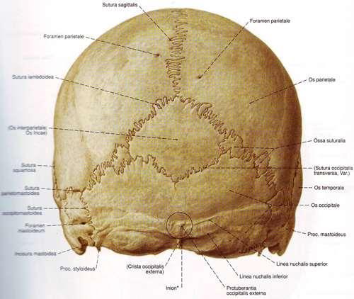 Външни палпаторни ориентири Антропологични точки по тилната страна на черепа: Lambda пресечна точка на sutura lambdoidea и sutura sagittalis Inion =