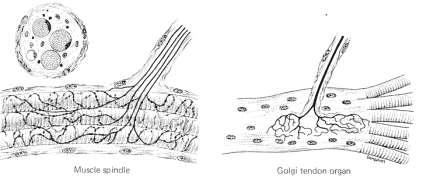 сухожилни органи на Golgi: по