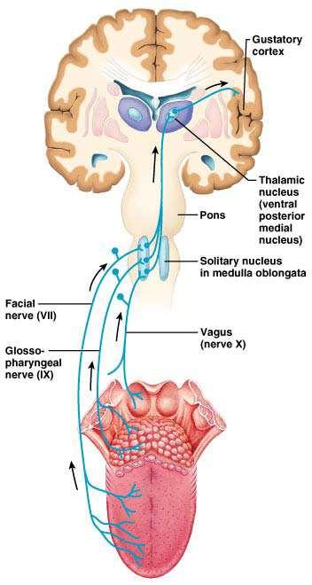 Вкусово-сензорна система вкусовата информация достига мозъчната кора: (най-долна част на gyrus postcentralis,