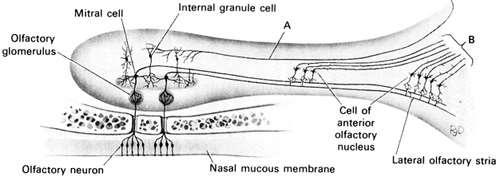 Tractus olfactorius изграден от: аксони на четковидни и митрални клетки